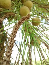 Low angle view of fruits on tree