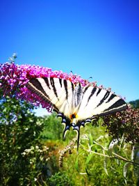 Butterfly perching on flower against clear sky