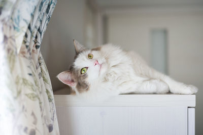 Portrait of a white cat relaxing at home