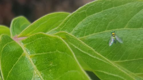 Close-up of insect on leaf