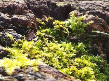 Close-up of plants