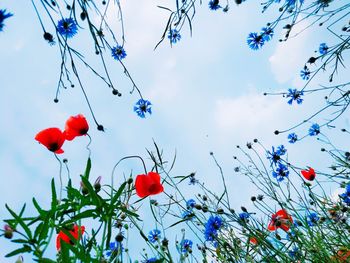 Low angle view of flowering plants against blue sky