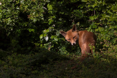 Red fox in foliage