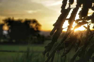 Close-up of crops growing on field against sky during sunset