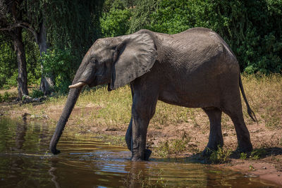 Elephant by lake on sunny day