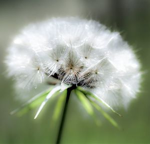 Close-up of dandelion