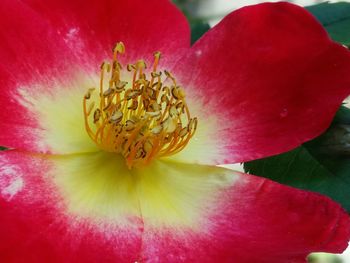 Close-up of red flower