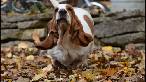 View of a dog on field during autumn