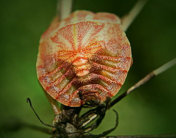 Close-up of red flower