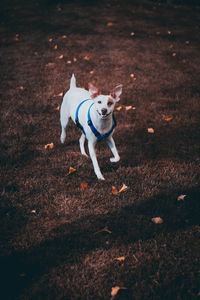 Dog lying down on grass