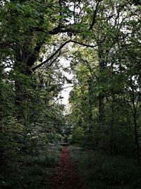 Trees in forest