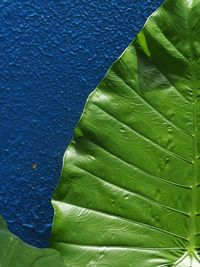 Close-up of a green leaf