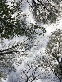 Low angle view of snow covered trees against sky