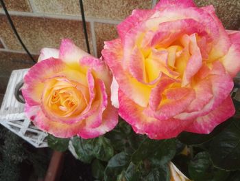 Close-up of rose blooming outdoors