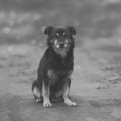 Portrait of dog sitting outdoors