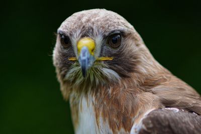 Close-up portrait of eagle against blurred background