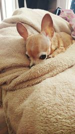 Close-up of dog relaxing on floor