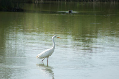 Duck walking in lake