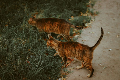 Full length of a cat lying on field