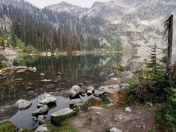 Scenic view of lake in forest