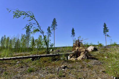 Trees on field against clear blue sky