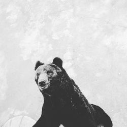 Brown bear at zoo