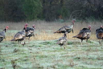 Flock of wild turkeys on field