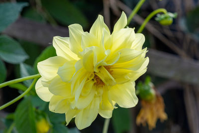 Close-up of yellow rose flower