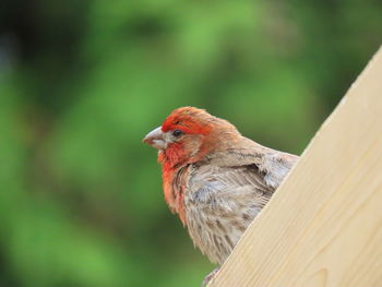 Closeup of a house finch