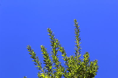 Low angle view of plant against blue sky