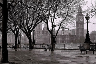 Bare trees and buildings in city