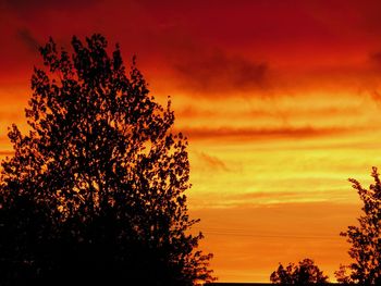 Silhouette tree against dramatic sky during sunset