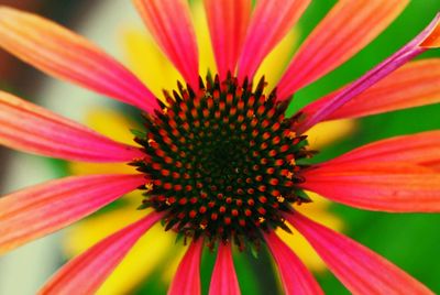 Close-up of pink coneflower blooming outdoors