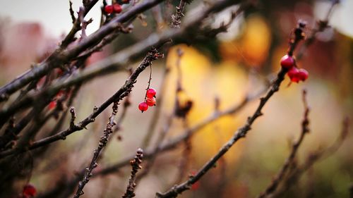 Close-up of red berries on branch