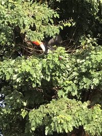 View of bird on branch