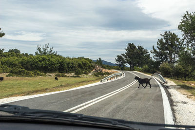 Goat walking on road seen through windshield against sky