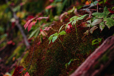 Close-up of plant growing on field