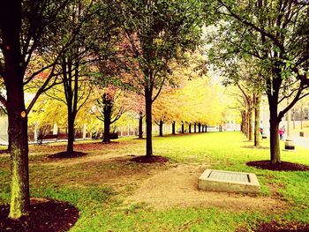 Trees in park during autumn