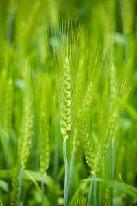 Close up of young green wheat on the field