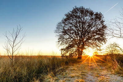 Trees on field against sky at sunset