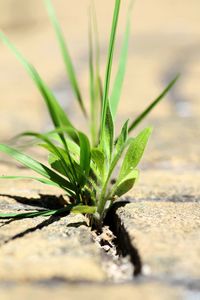 Close-up of fresh green plant