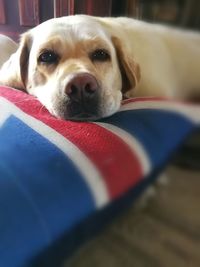 Close-up portrait of dog