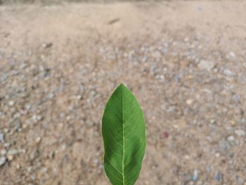 High angle view of plant growing on land