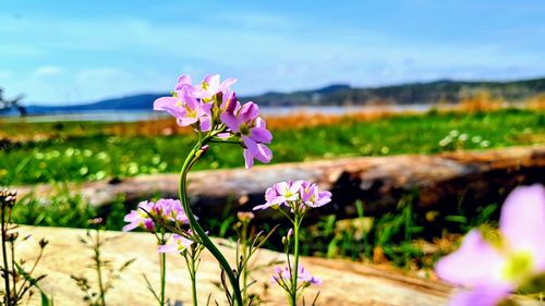 Close-up of pink flowering plant on field