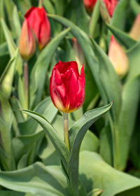 Close-up of red rose