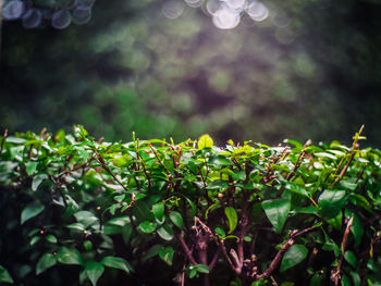 Close-up of raindrops on tree