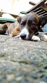 Close-up portrait of dog