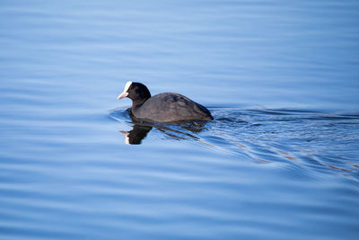 Duck swimming in lake