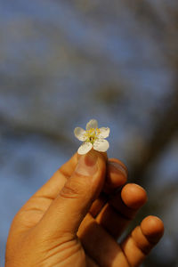 Close-up of cropped hand holding flower