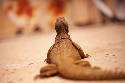 Close-up of lizard on table